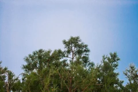 Pine branches against the sky Stock Photos