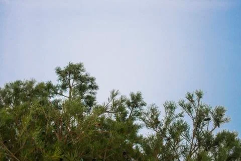 Pine branches against the sky Foto stock