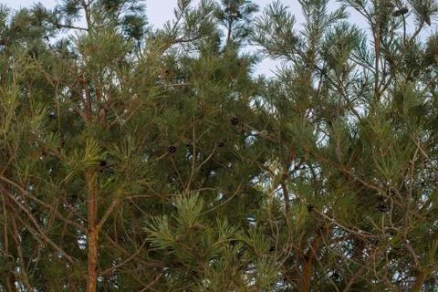Pine branches against the sky Stock Photos