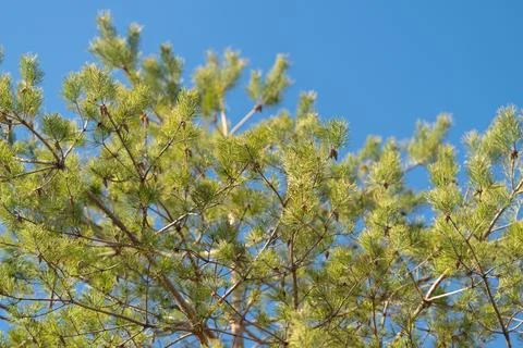 Pine branches and cones against pure blue sky, simple composition emphasizing Stock Photos