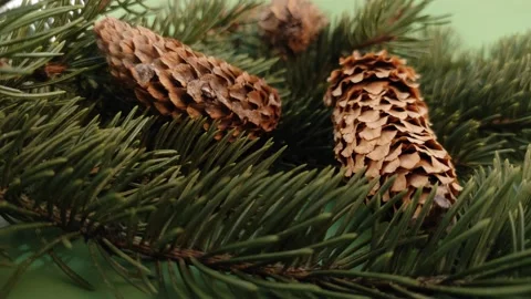 Pine branches and cones. A close-up shot of the branches of the pine tree. Stock Footage 228290990