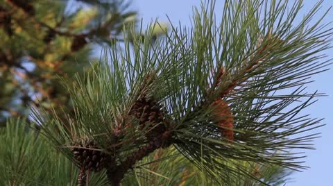 Pine branches and cones Stock Footage 8923363