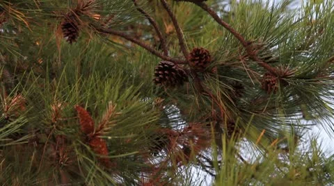 Pine branches and cones Stock Footage 8923402