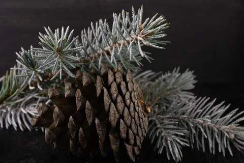 Pine branches and cones Stock Photos