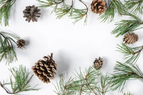 Pine branches and cones on a white background Stock Photos