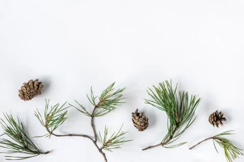 Pine branches and cones on a white background Stock Photos