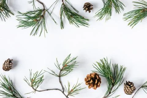 Pine branches and cones on a white background Stock Photos