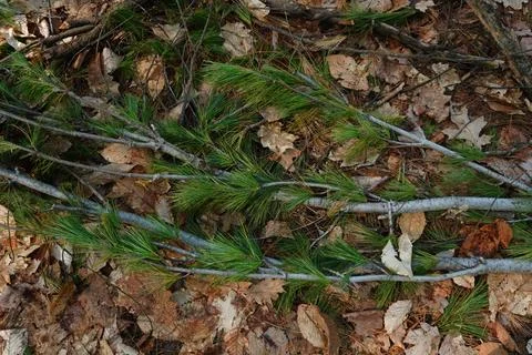 Pine branches and fallen dry leaves on the forest floor.)}); kaleidoscope) Фото