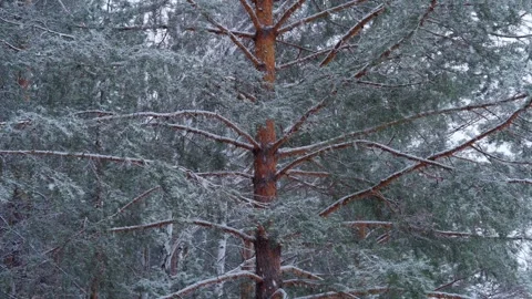 Pine branches and falling snow flakes. Winter forest. A snowy winter day. Stock Footage 300759886