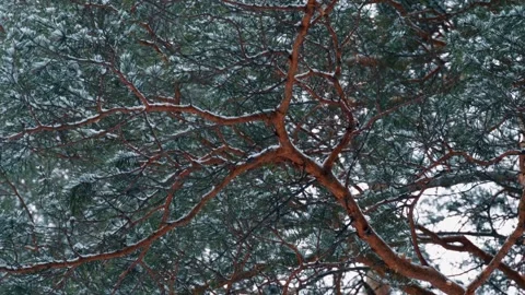 Pine branches and falling snow flakes on a snowy winter day. Winter nature. Stock Footage 320247017