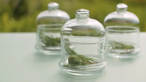 Pine branches and green cones Stock Footage 137244883