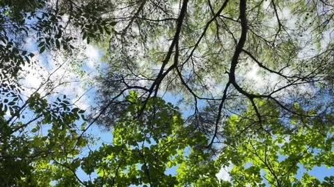 Pine Branches and Green Leaves Under Blue Sky and White Clouds Видео 344863658