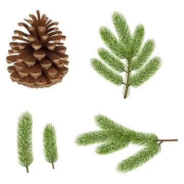 Pine branches and pine cone Stock Illustration