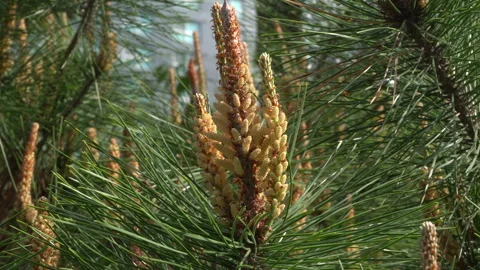 Pine branches and pine cones in sunlight Vídeos de archivo 334838554