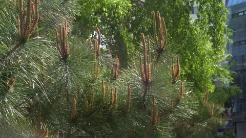 Pine branches and pine cones in sunlight Vídeo Stock 334838703