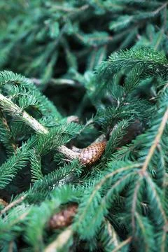 Pine Branches and Textured Pinecones in Dense Evergreen Foliage Stock Photos