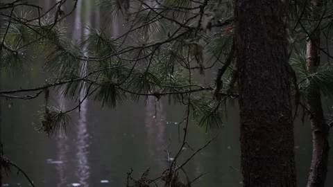 Pine branches and water flowing on the background Stock Footage 269505905