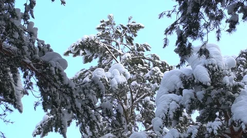Pine branches are covered with snow. Swaying in the wind against a blue sky Stock Footage 120551566