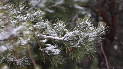 Pine branches are covered with snow. Pine needles close up Stock Footage 147688489