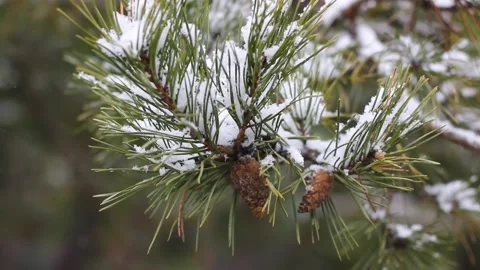 Pine branches are covered with snow. Pine needles close up Stock Footage 147688581