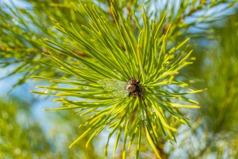 The pine branches are covered with snow. Coniferous branch close-up on a wint Stock Photos