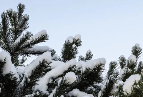 Pine branches are covered with a thick layer of white fluffy snow against a b Foto stock