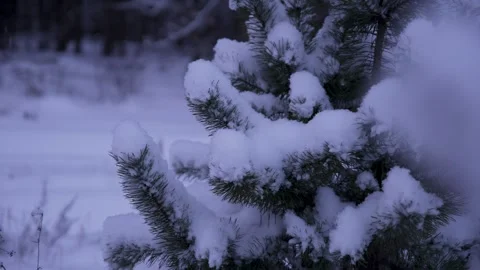Pine branches are heavily covered with snow in the forest during winter. Winter  Stock Footage 326069817