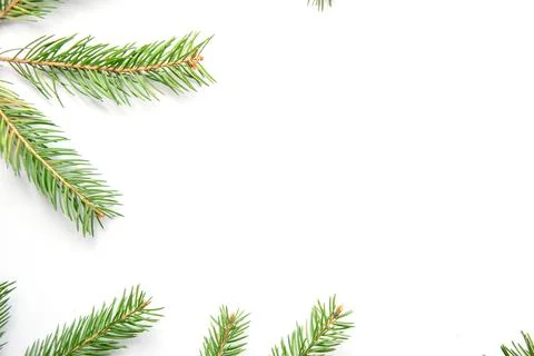Pine branches are spread across a white surface, showcasing their lush green  Stock Photos