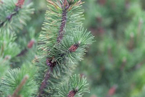 Pine branches are visible with green needles and small cones in a forest duri Stock Photos