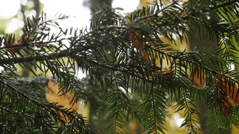 Pine Branches in autumn forest. Stock Footage 254525426