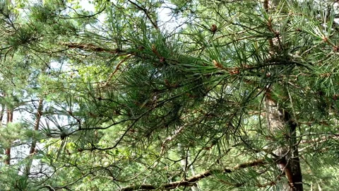 Pine branches for background Stock Footage 94472196
