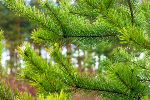 Pine branches on the background of pines Stock Photos