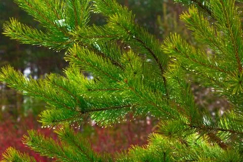 Pine branches on the background of pines Stock Photos