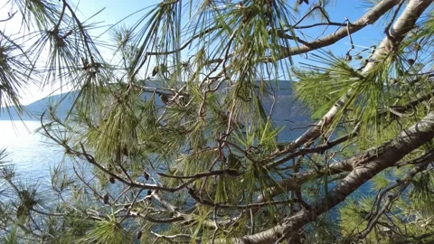 Pine branches on the background of the sea Stock Footage 230908402