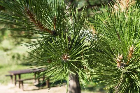 Pine branches with big needles, close up Stock Photos
