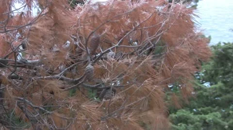 Pine branches blowing in wind Stock Footage 12536798