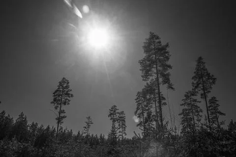 Pine branches on a blue sky with strong sun rays Foto stock