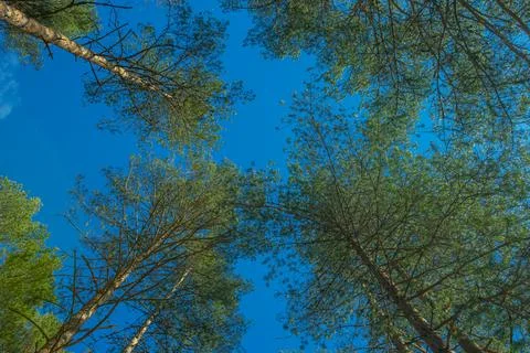 Pine branches on a blue sky with strong sun rays Stock Photos