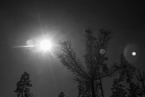 Pine branches on a blue sky with strong sun rays Stock Photos