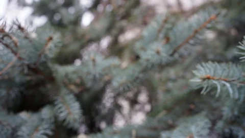 Pine branches blurred texture background Stock Footage 98654907