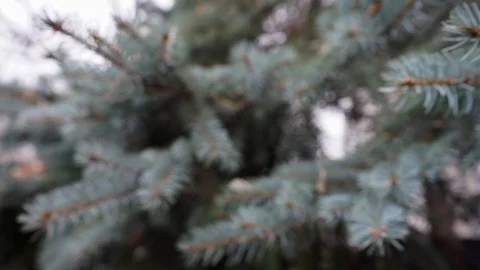 Pine branches blurred texture background Stock-Footage 98654927