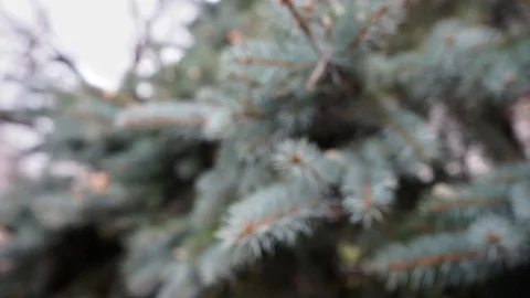 Pine branches blurred texture background Stock Footage 98654931