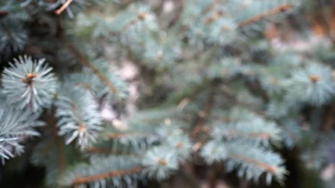 Pine branches blurred texture background Stock Footage 98654934