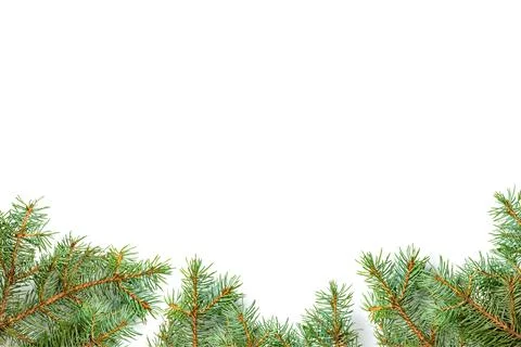 Pine branches bottom white background Stock Photos