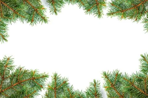 Pine branches bottom white background Stock Photos