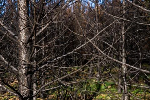 Pine branches Carbonized by fire 스톡 사진