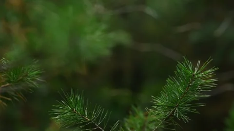 Pine Branches with Christmas Bokeh Lights Seamless Loop Background Stock Footage 344057975