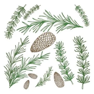 Pine branches for Christmas decorations, set composition banner realistic abs Stock Illustration