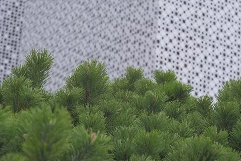 Pine Branches Close-up Against A Background Of A Facade Of A Modern Building Stock Photos