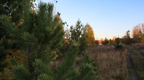 Pine branches close-up on the background of the forest and sky Foto stock